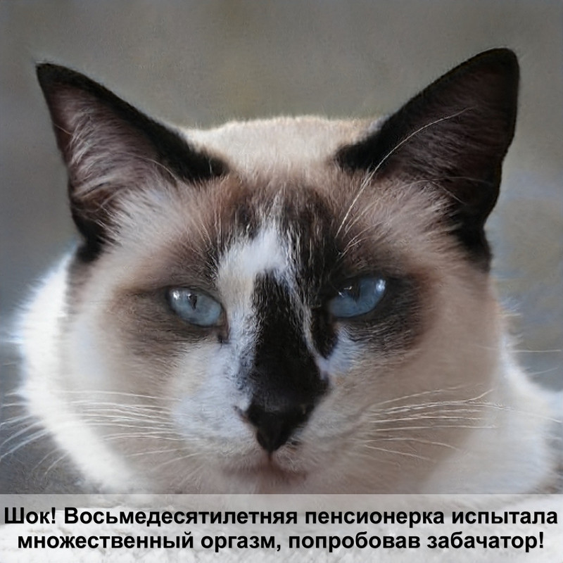 самая дорогая кошка в мире