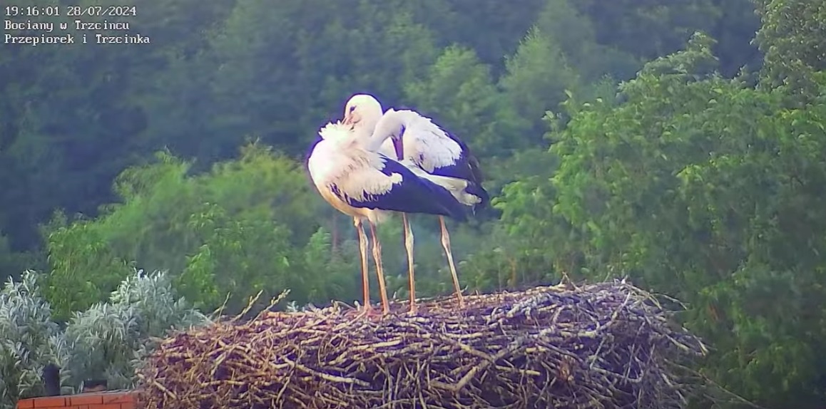 badzciegrzecznedrogiebuby