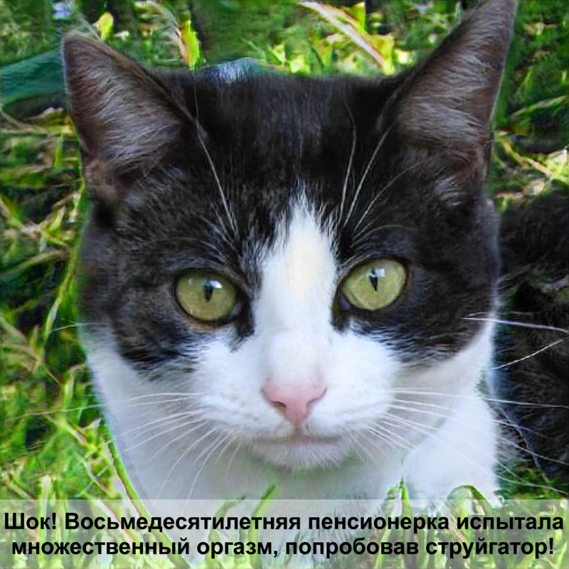 окрасы шотландских вислоухих кошек фото