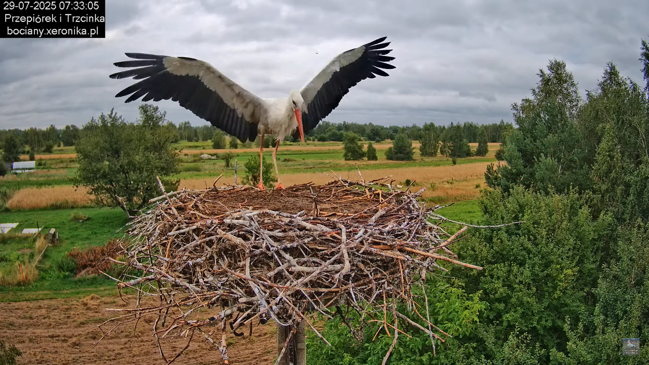 29072025bociany8