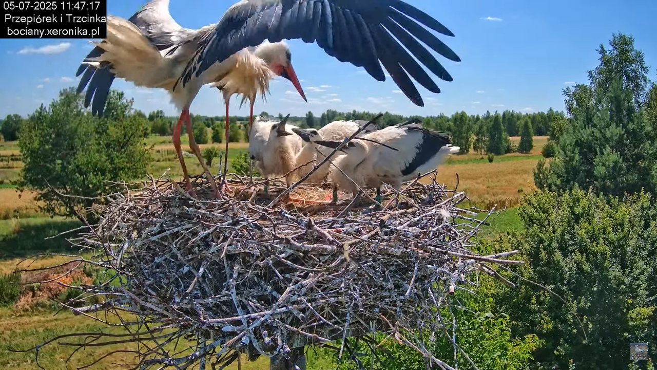 05072025bociany35