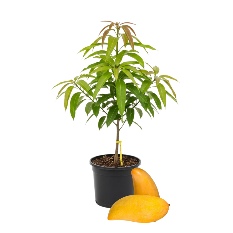 Nam doc mai