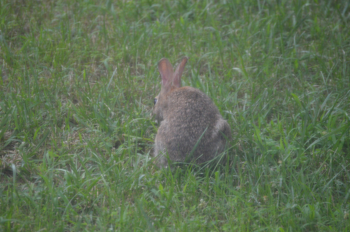 2021-6-27 Rabbit (4)