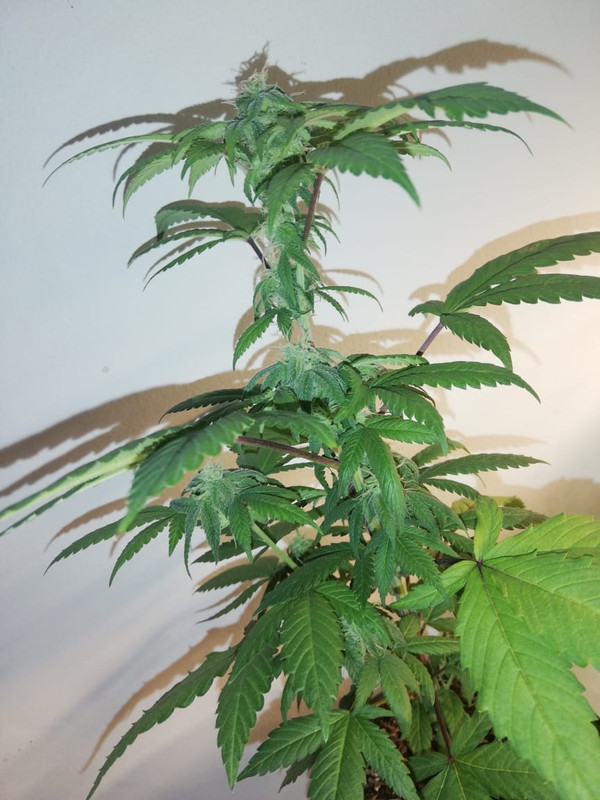 WhatsApp Image 2020-07-07 at 8.06.33 AM (1)