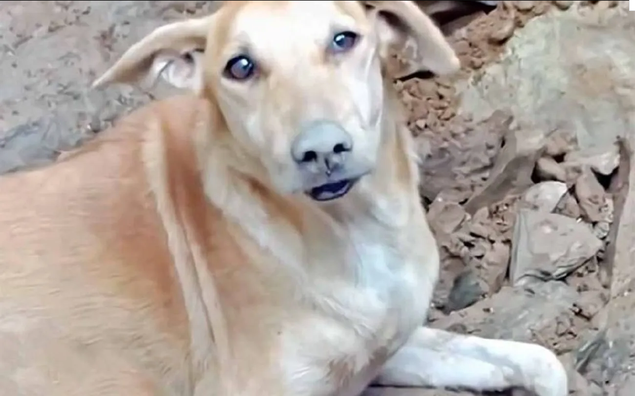 Perrita ladra desesperadamente para rescatar a sus cachorros en Turquía