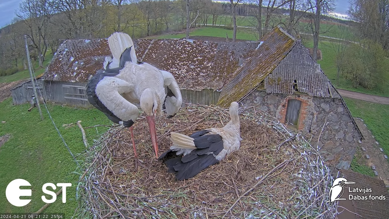 Baltie stārķi (Ciconia ciconia) Tukuma novadā - LDF tiešraide __ White storks in Tukums, Latvia 12-3