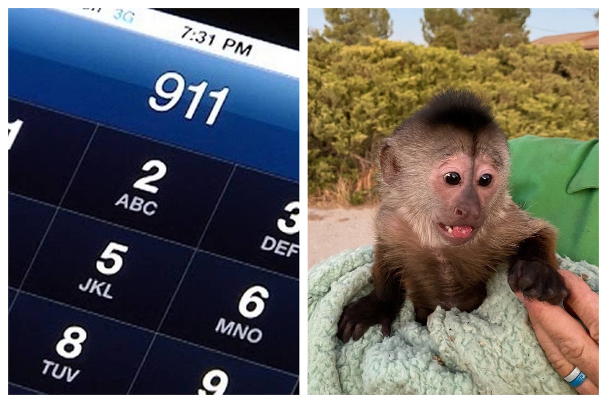 Mono toma un celular y marca al 911 en Estados Unidos