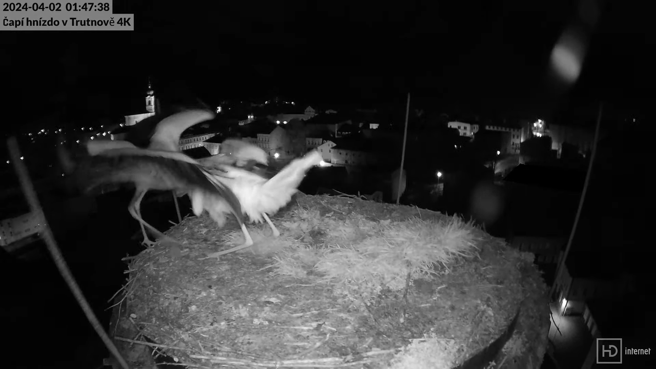 Tiešraidē no stārķa ligzdas uz alus darītavas skursteņa Trutnovā 6-36-18 screenshot