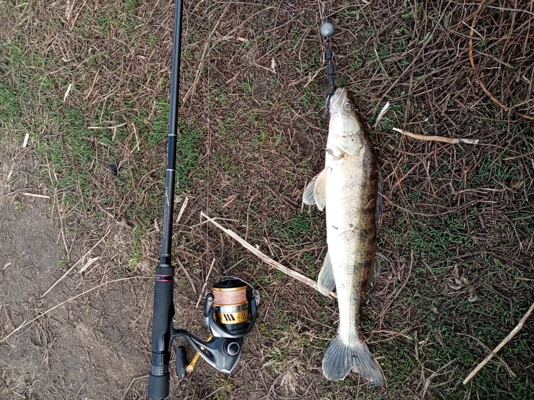 Москва-река джиг спиннинг судак щука мастер-класс Куляпин Андрей обучение рыбалка троллинг ловля оку