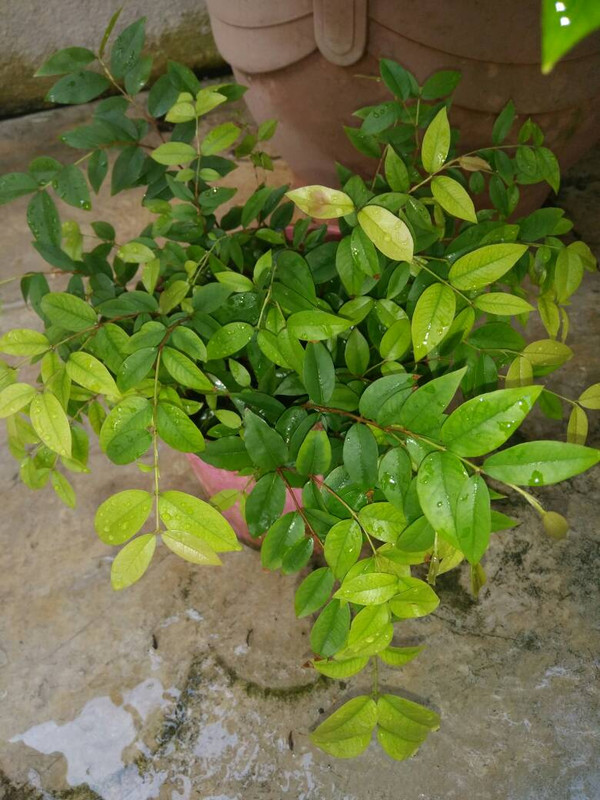 Jaboticaba1