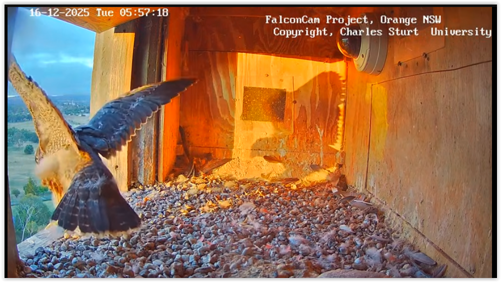 Screen Shot 12 16 25 at 06 04 PM