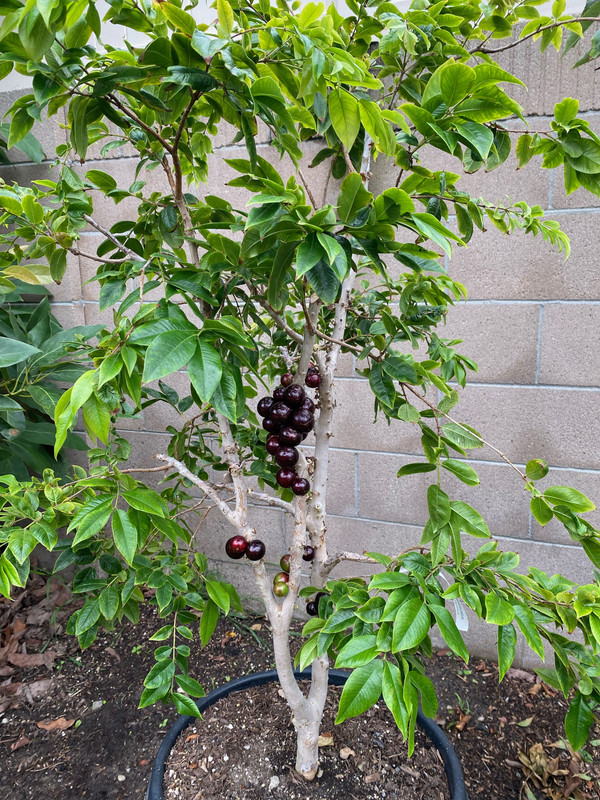 1BCD93E1-7495-45CC-B428-207AC17BDCE8