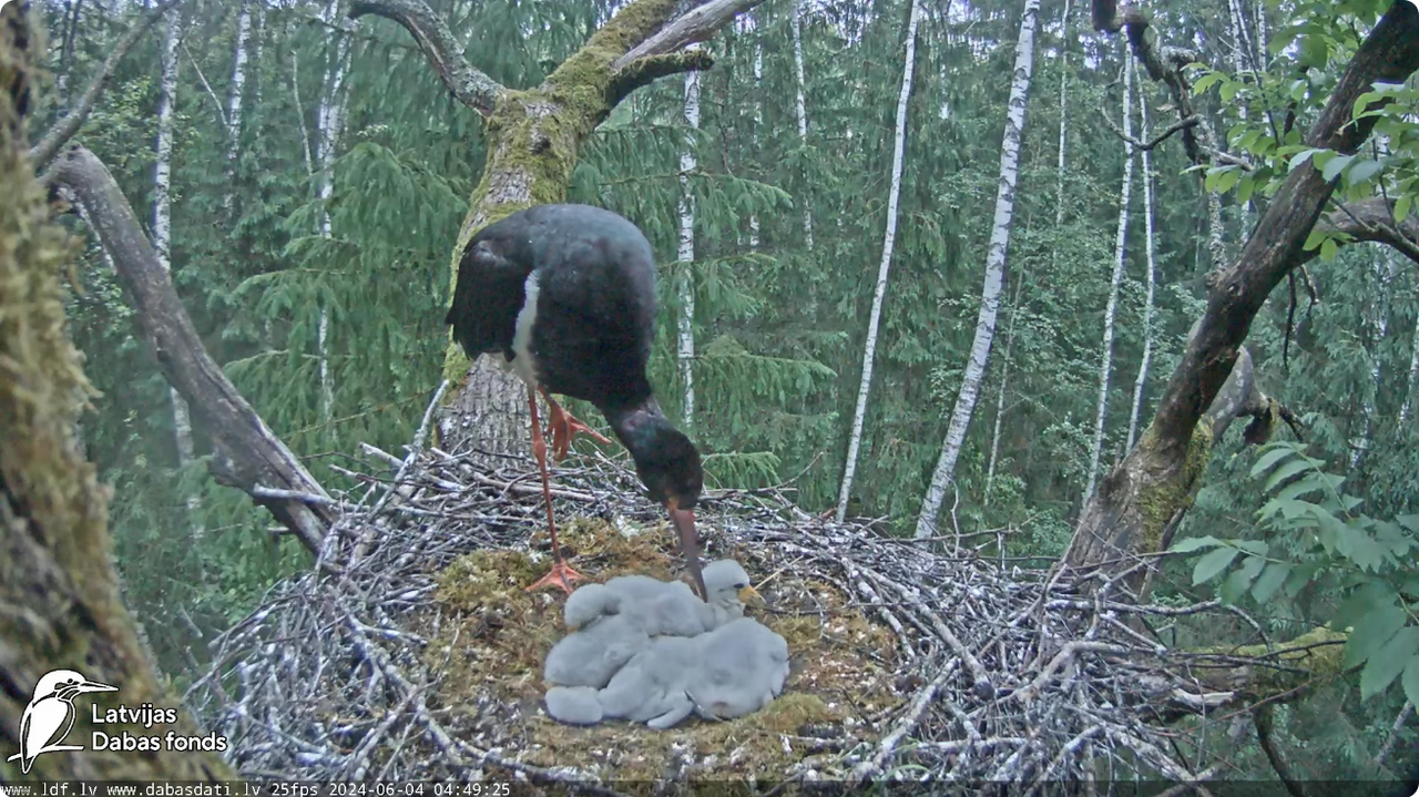 Screenshot 2024-06-04 at 07-01-41 (1) Melnais stārķis (Ciconia nigra) Ogres novadā - LDF tiešraide -