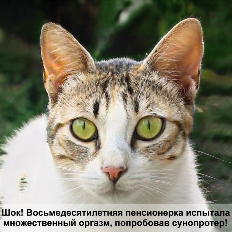 лишай у кошек фото