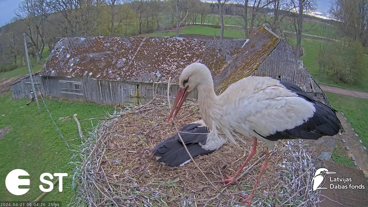 Baltie stārķi (Ciconia ciconia) Tukuma novadā - LDF tiešraide __ White storks in Tukums, Latvia 12-1