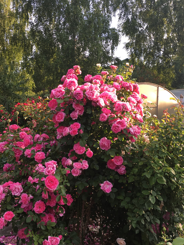 3308BA96-FB8F-4403-AC29-082C1FDC8689