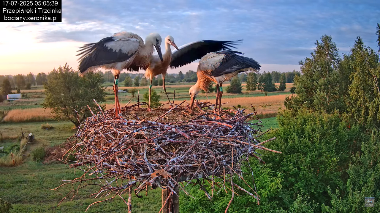 17072025bociany5