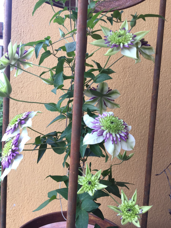 F24C9AAA-39ED-4678-9634-43874614C301