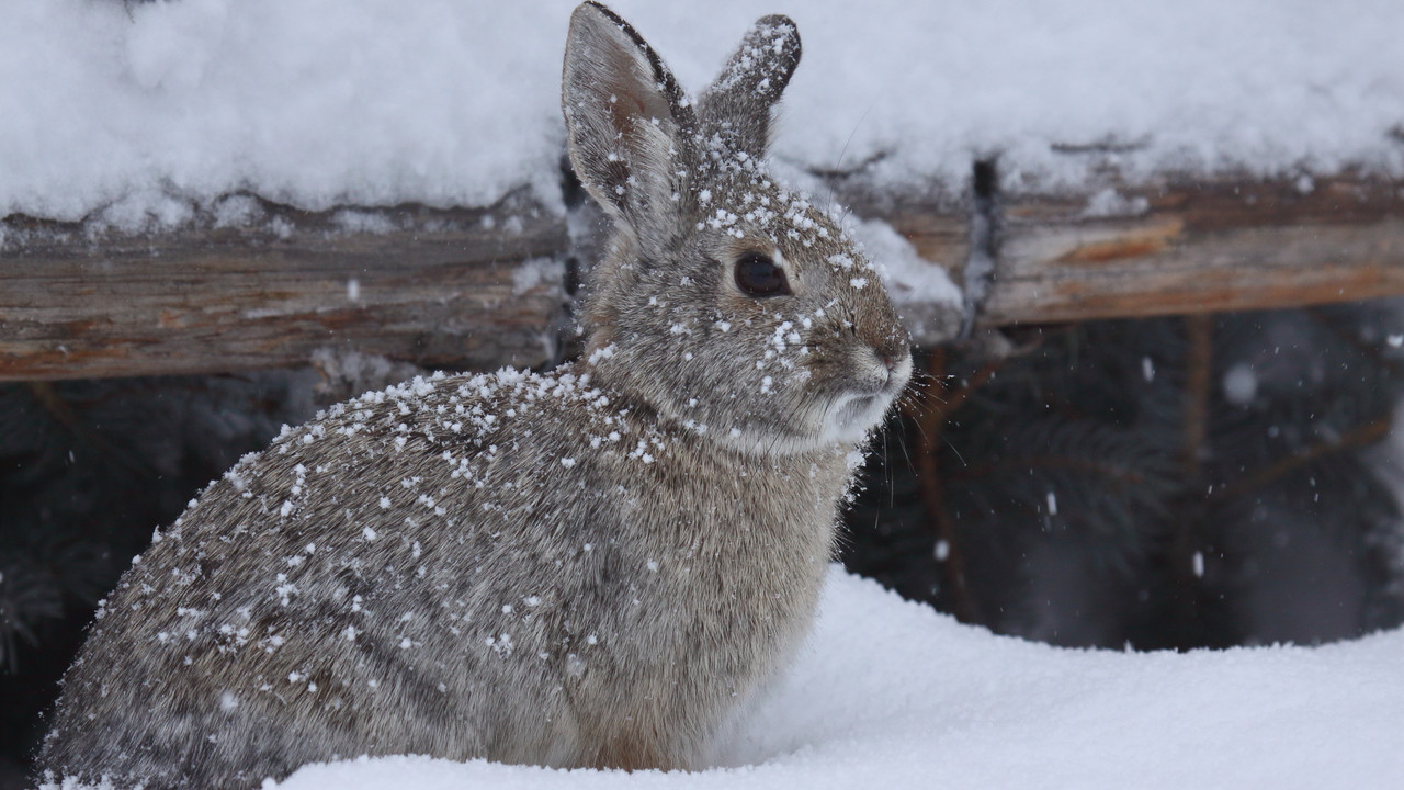Rabbit population in your area - 24hourcampfire
