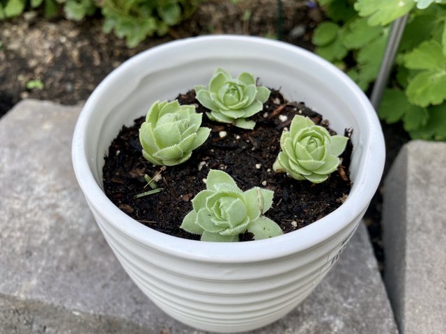 [Image: 78054-F43-B981-4662-92-B6-965167-DE2-CE7.jpg]