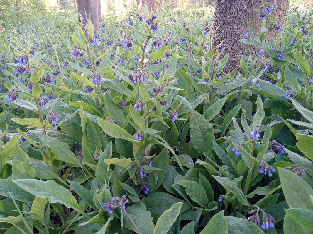 [Image: 20210426-183755.jpg]