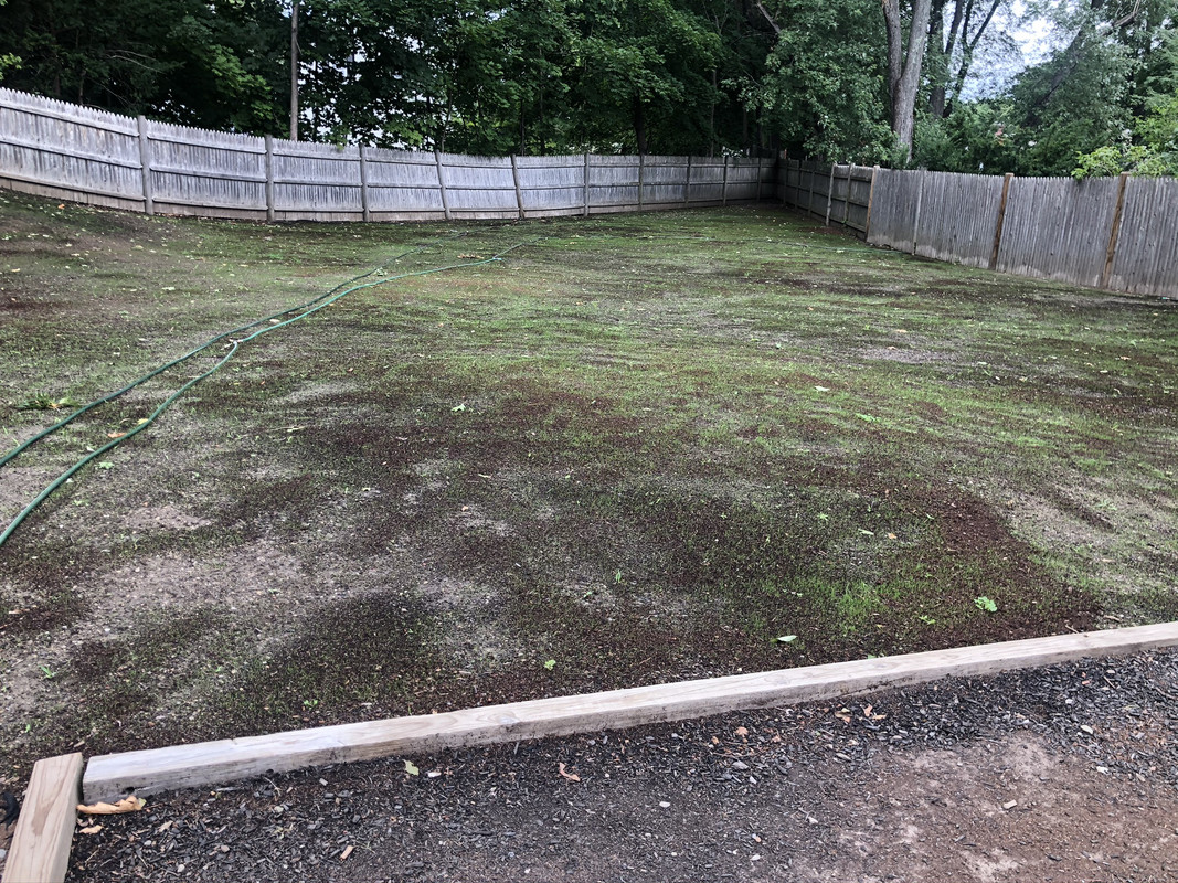 08_26_20 Backyard1
