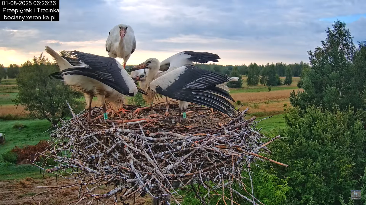 01082025bociany9