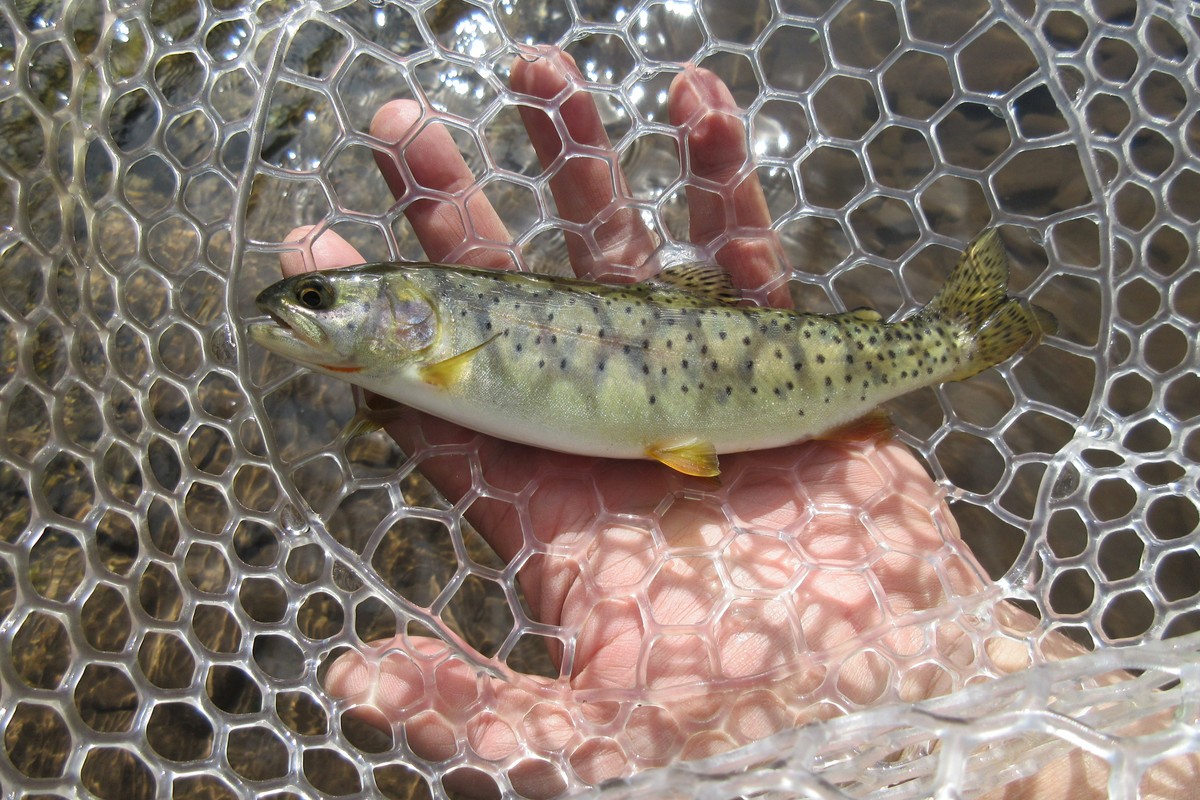 Bonneville Cutthroat