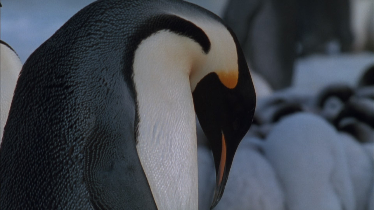 March of the Penguins (2005) (1080p BluRay x265 Silence)-7