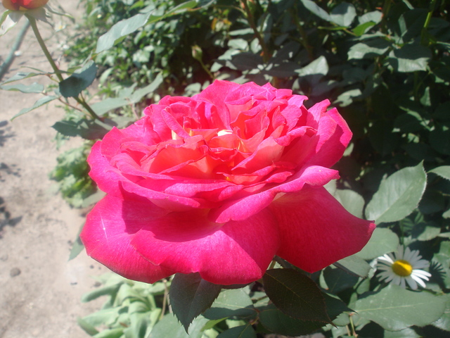DSC00790