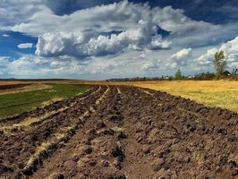 В МХП рассказали, сколько платят за аренду 1 га земли