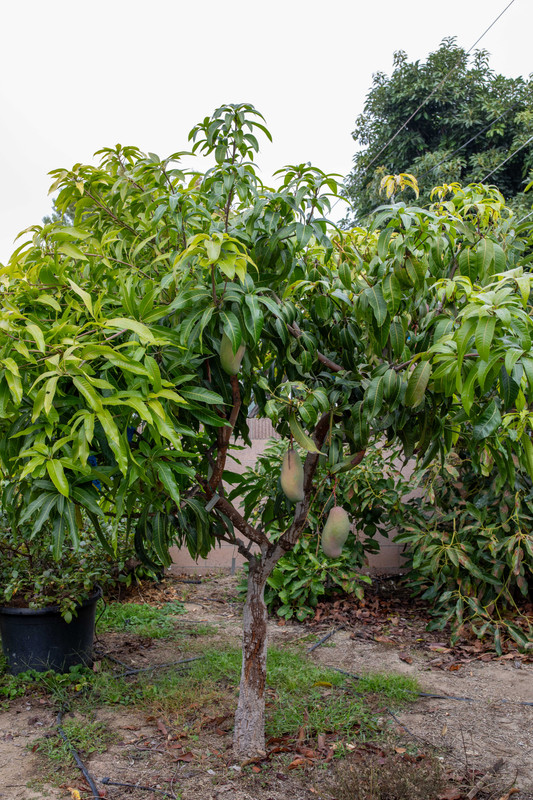 8U1A7116  OS-ValCarrie Plus Mango Tree in RB at 10 AM (10-25-24)