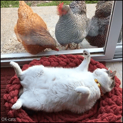 Funny-Cat-GIF-Amazing-cool-cat-sleeping-on-its-back-with-3-backyard-chickens-looking-at-him.gif