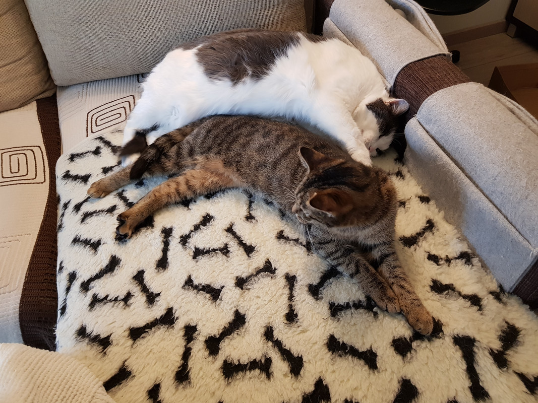 20190316-145302.jpg