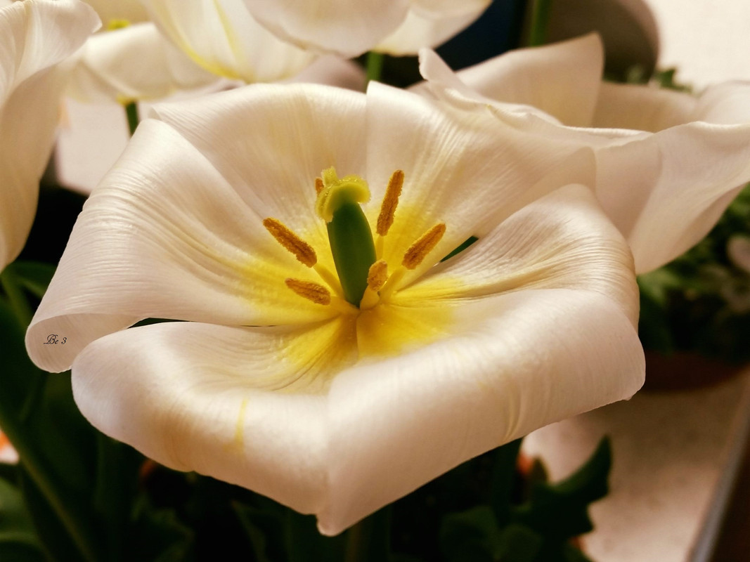 [Image: April-Tulip.jpg]