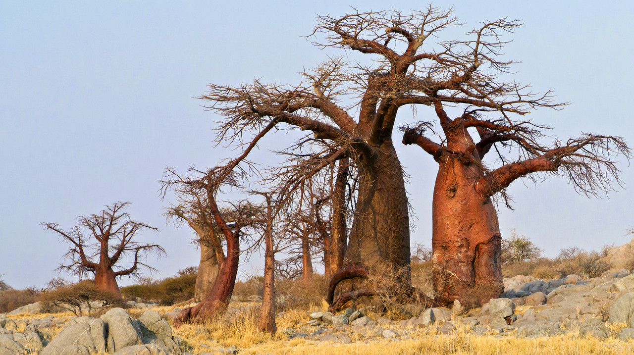 Ancient baobab at Makgadikgadi Pans National Park, Botswana