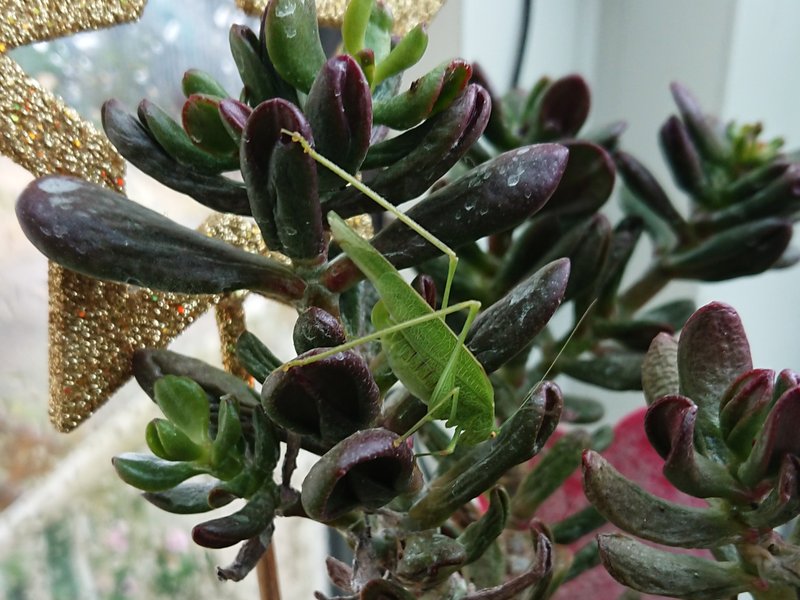 [Image: Phaneroptera-falcata-ou-nana-3-phan-ropt...niidae.jpg]