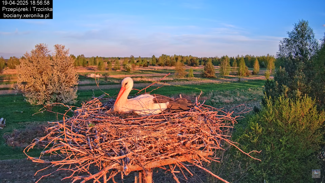 19042025bociany29