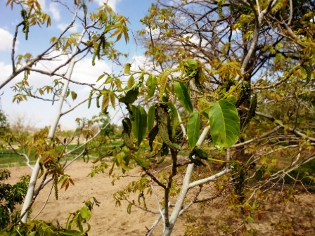 سرمازدگی  14 فروردین 95