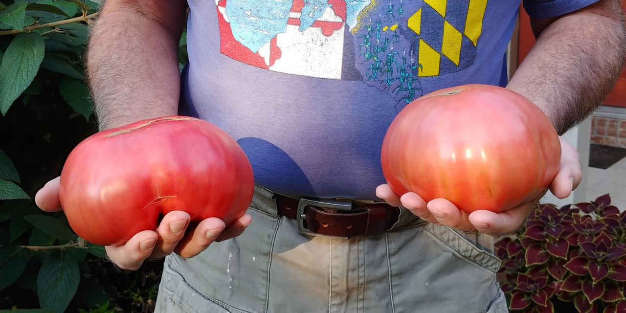 [Image: Tomatoes-8-3-2021.jpg]