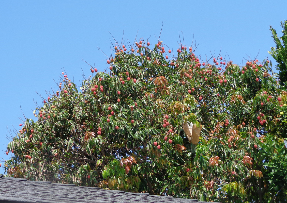 1Brewster-P1(7-27-21)