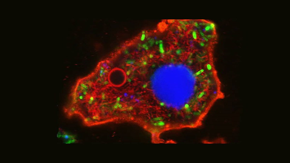 Scienza: Costruiscono cellule artificiali con la funzionalità di quelle vere