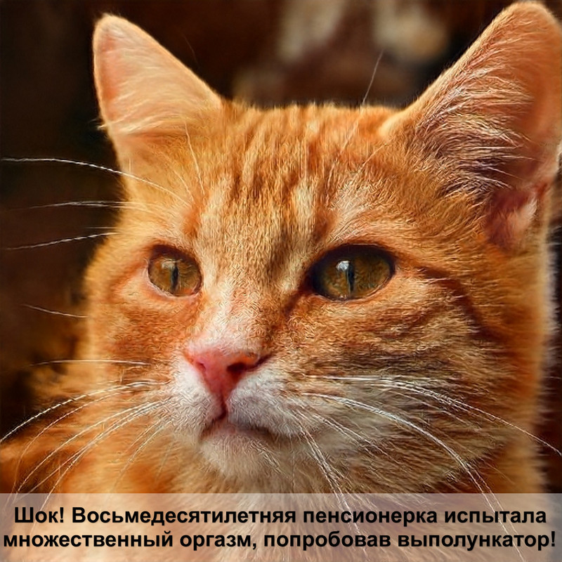 кошка спит на спине