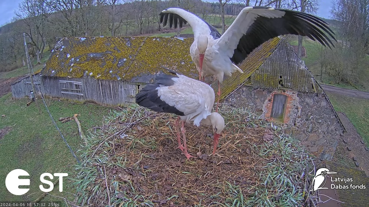 Baltie stārķi (Ciconia ciconia) Tukuma novadā - LDF tiešraide __ White storks in Tukums, Latvia 13-5