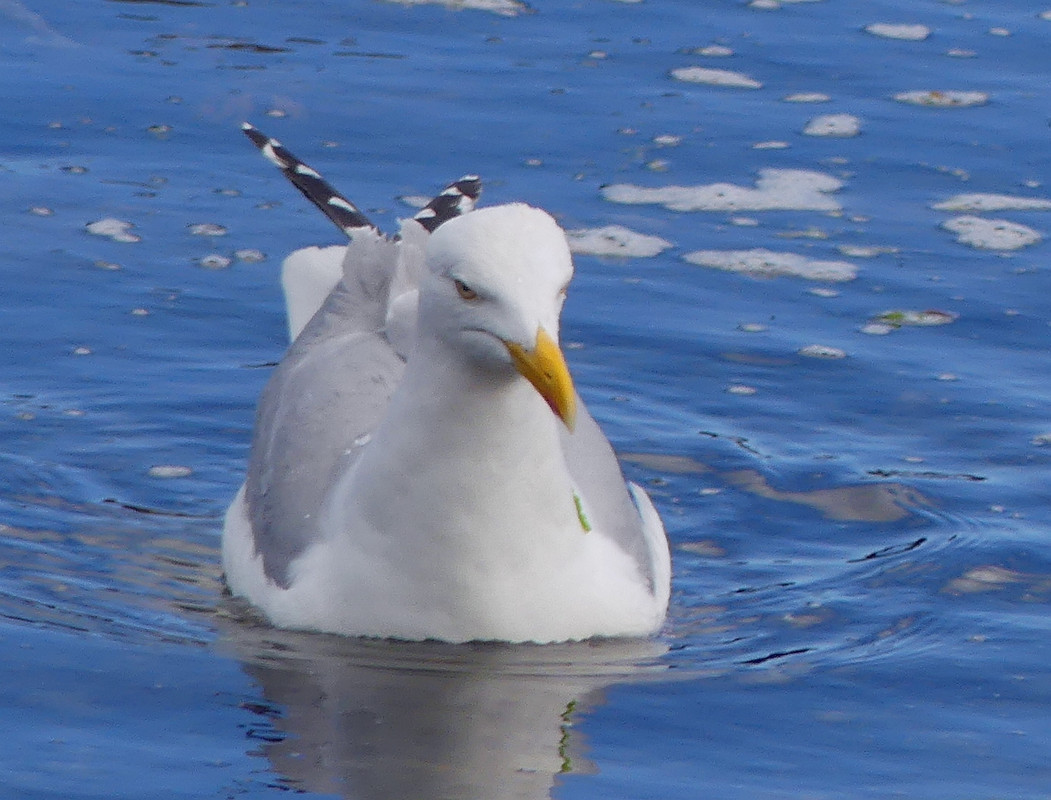 HERRING GULL 3 040724