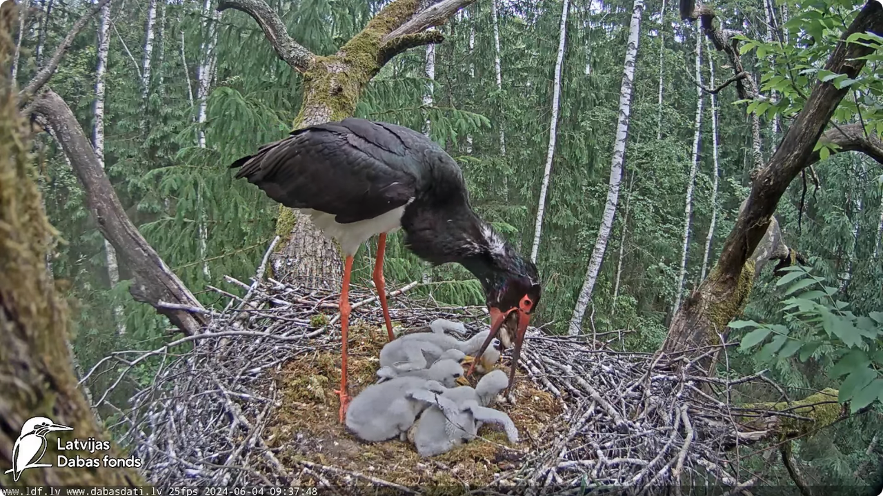 Screenshot 2024-06-04 at 12-12-50 (1) Melnais stārķis (Ciconia nigra) Ogres novadā - LDF tiešraide -