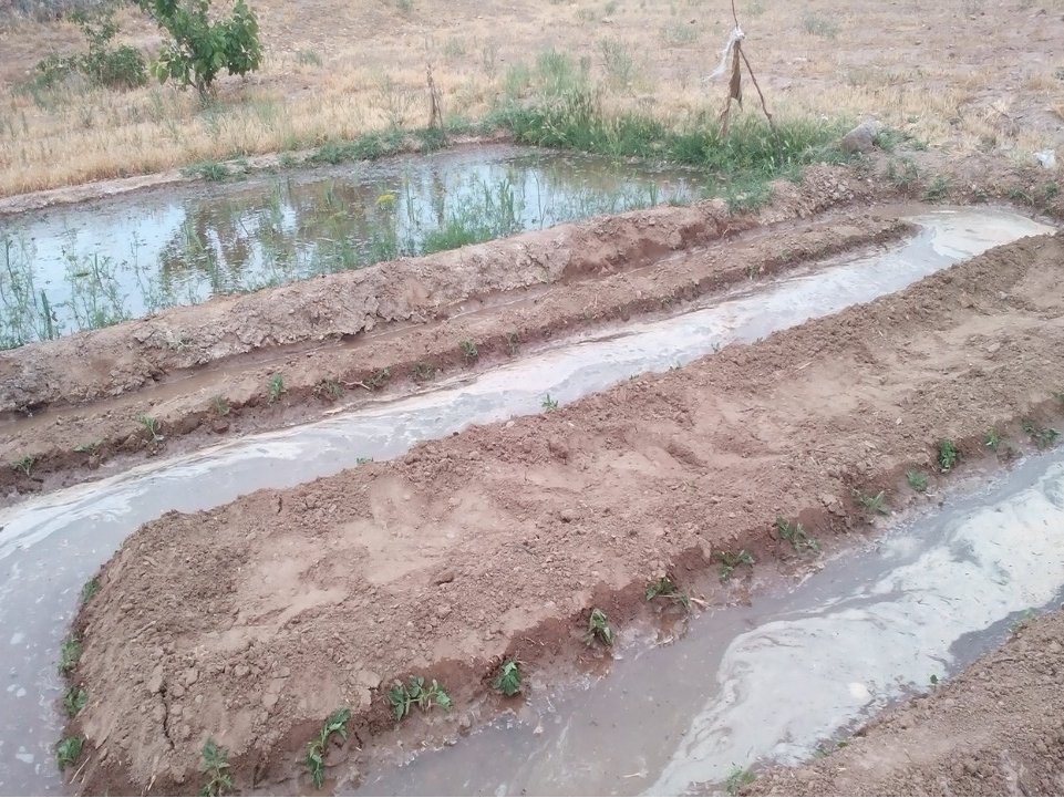 کاشت گوجه کاشت گوجه