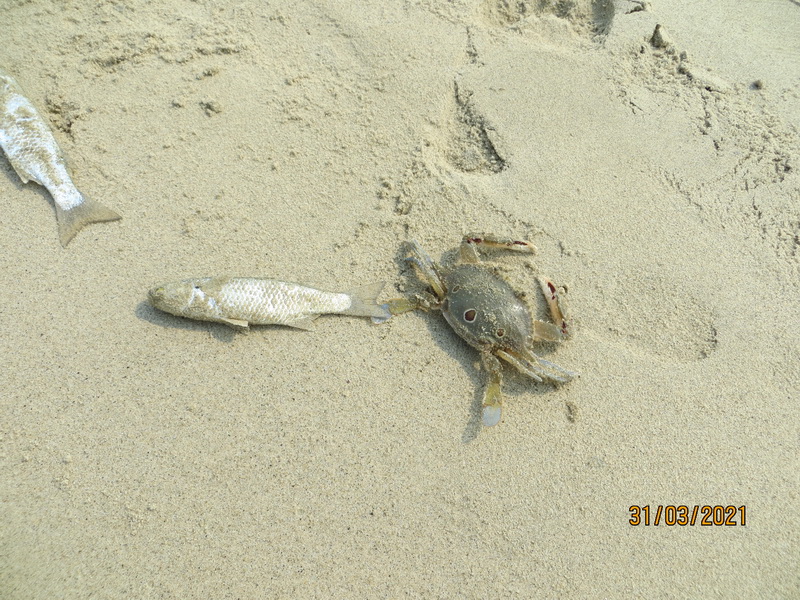 [Image: IMG-8281-resize.jpg]