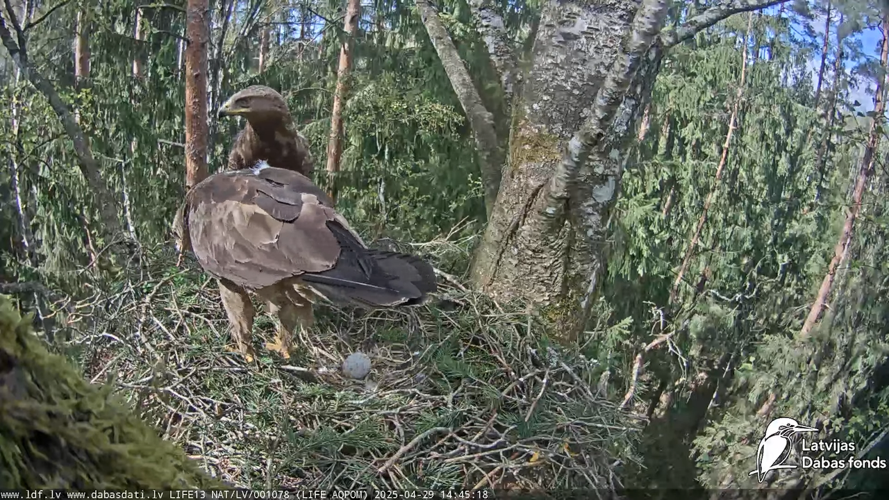 Mazais ērglis (Clanga pomarina), ligzda bērzā 13-26-8 screenshot