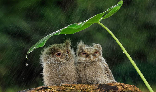 An den Beitrag angehängtes Bild: https://i.postimg.cc/rwrXGcGq/Owls-Indonesia-rain-653797.jpg